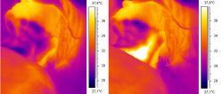 Thermal camera shows temperature increase in the neck area immediately after a single Fotona PIANO pass
